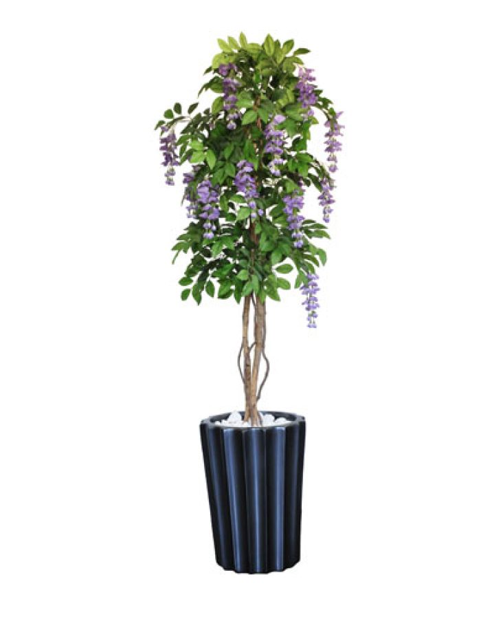 WISTERIA TREE